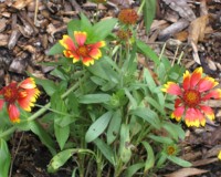 gaillardia pulchella.jpg